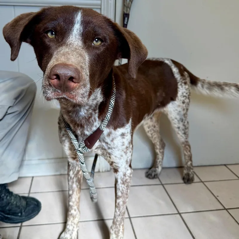 Tuscstray thumbnail 2