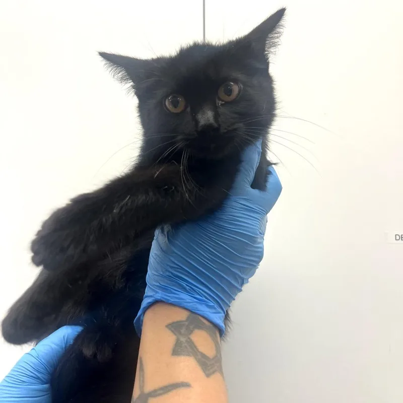 A baby small-sized female Domestic Medium Hair cat named Komji for adoption in Los Angeles, CA