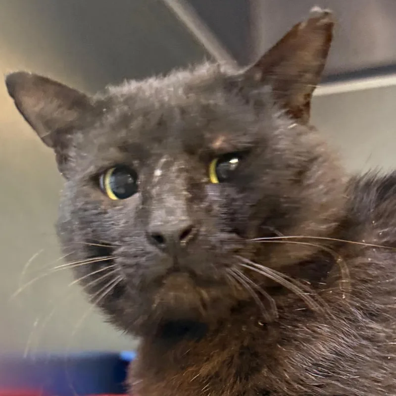An adult small-sized male Black Domestic Short Hair cat named Elliot for adoption in Jacksonville, AR