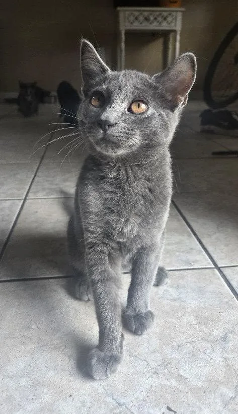 A baby medium-sized male Gray / Blue / Silver Domestic Short Hair cat named Norrin for adoption in Oviedo, FL