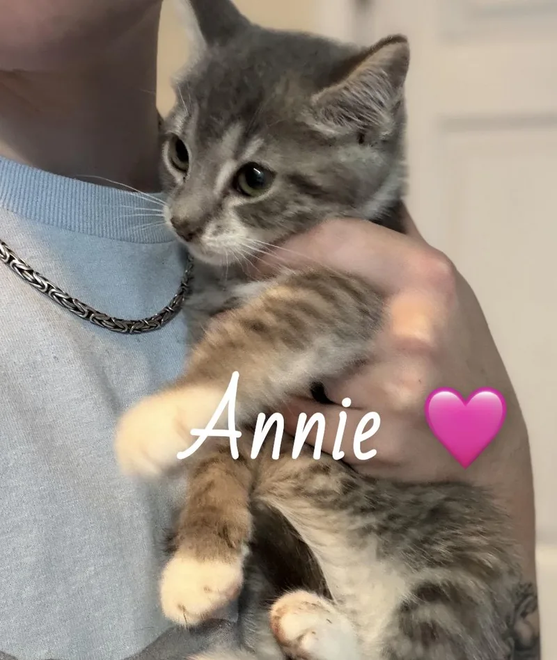 A baby medium-sized female Tabby (Brown / Chocolate) American Shorthair cat named Annie for adoption in Felton, PA
