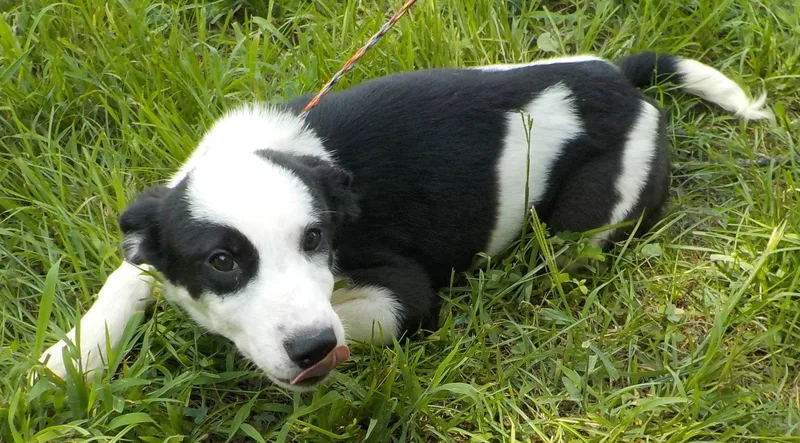 Oreo thumbnail 3