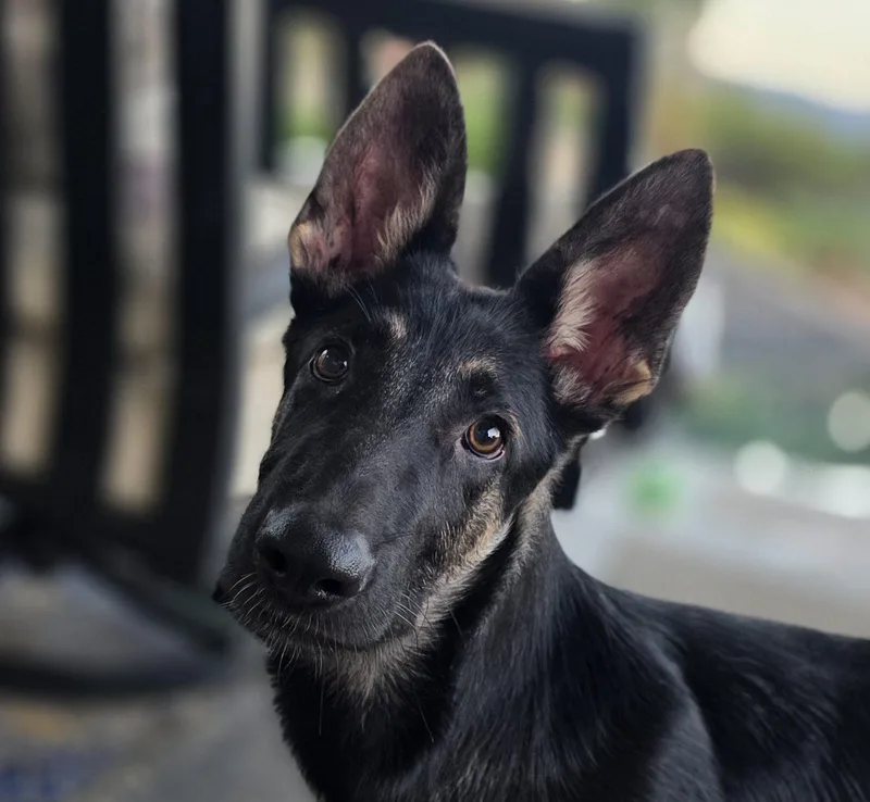A young large-sized male Black German Shepherd Dog dog named Sparky for adoption in Newport Beach, CA