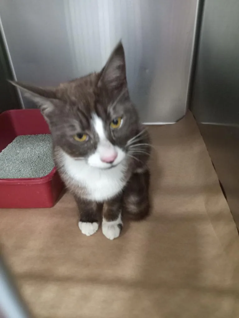 A young large-sized male Domestic Short Hair cat named Dannie for adoption in Cartersville , GA