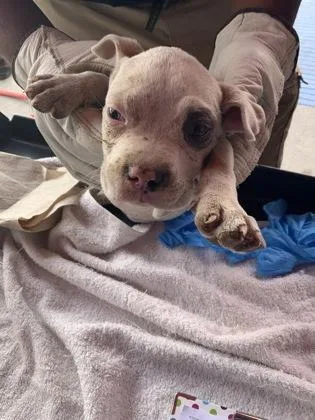 A baby small-sized female White / Cream Pit Bull Terrier dog named Dot for adoption in El Paso, TX