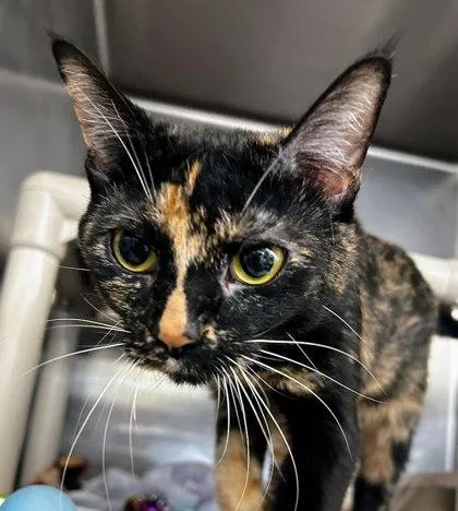 An adult small-sized female Domestic Short Hair cat named Dolly Purrton for adoption in Munster, IN