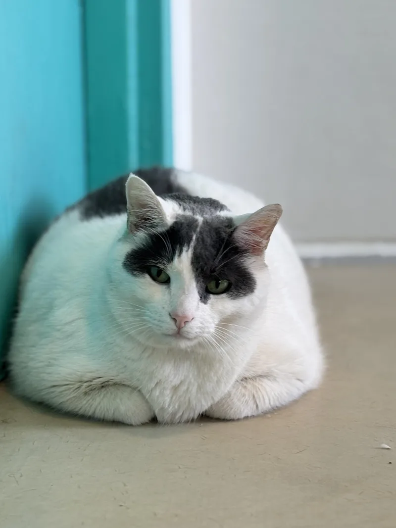 An adult extra large-sized male White Domestic Short Hair cat named Free Willy for adoption in Chicago, IL