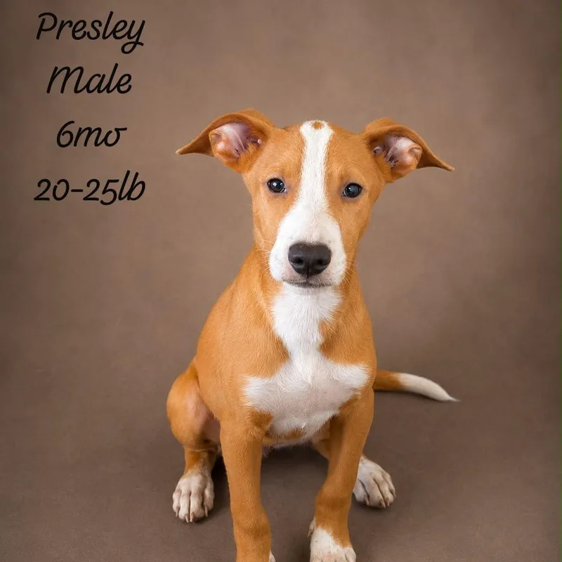A baby small-sized male Red / Chestnut / Orange Mixed Breed dog named Presley for adoption in New York, NY