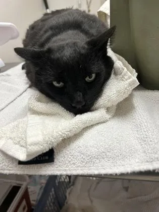 An adult medium-sized male Domestic Medium Hair cat named Licorice for adoption in Sacramento, CA