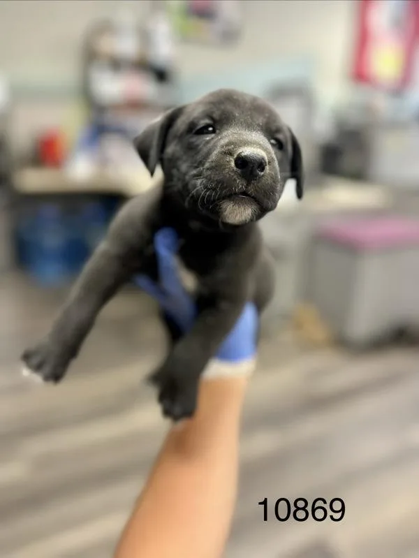 A baby medium-sized male Shepherd dog named November for adoption in Victorville, CA