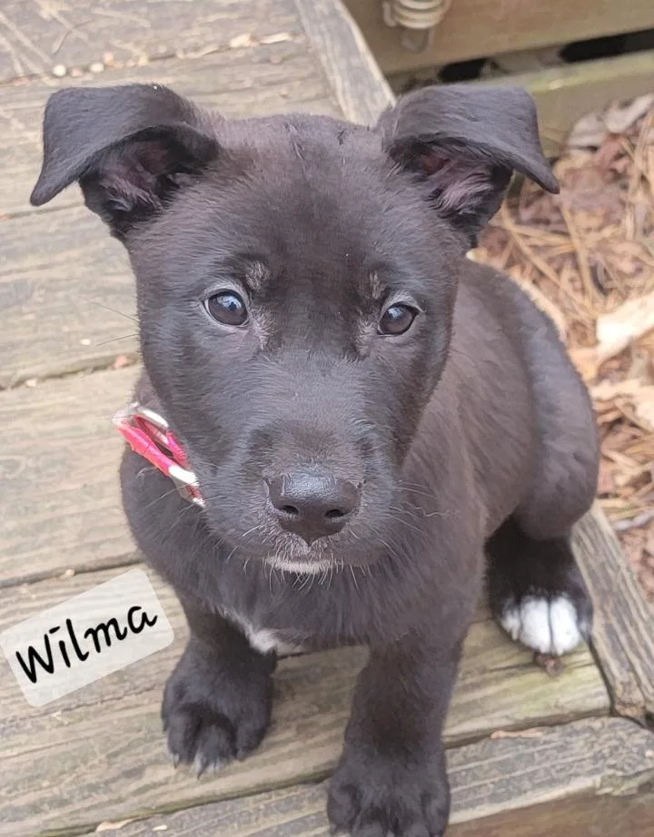 Wilma thumbnail 3