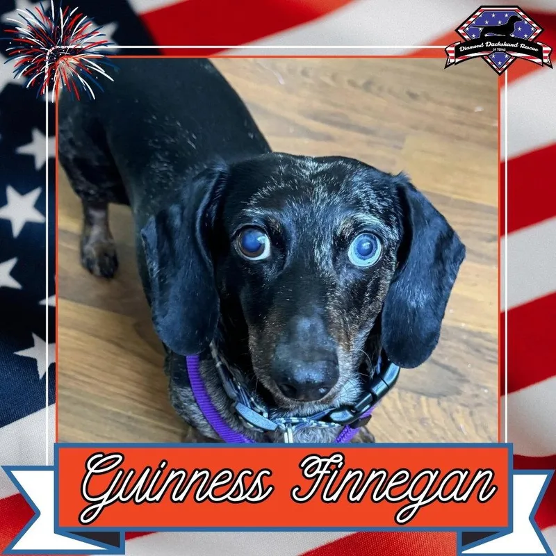 Guinness Finnegan thumbnail 3