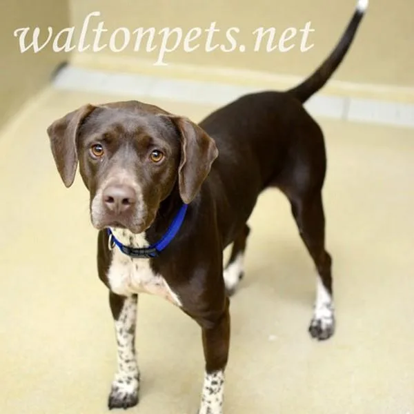 An adult medium-sized male Brown / Chocolate Pointer dog named Sammy for adoption in Monroe, GA