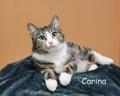 Carina thumbnail 2