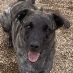 An adult large-sized female Brindle Dutch Shepherd dog named Nyx for adoption in Rapid City, SD