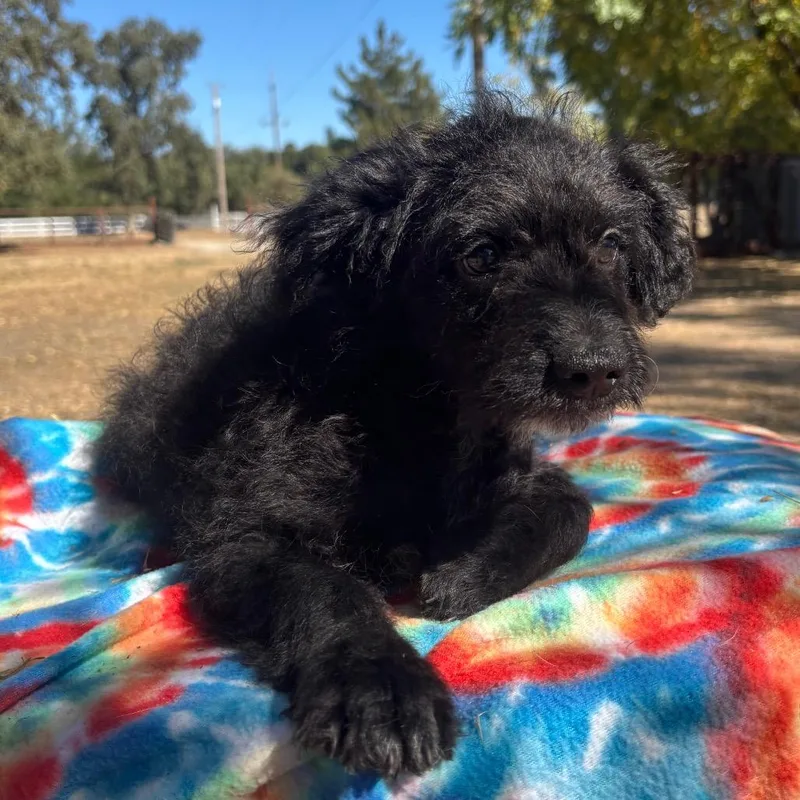 A baby small-sized male Poodle dog named Gumby for adoption in Sonoma, CA