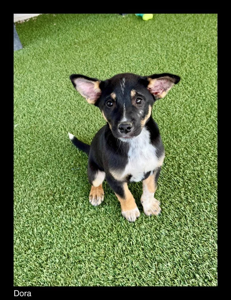 A baby medium-sized female Australian Cattle Dog / Blue Heeler dog named Dora for adoption in Chino Valley, AZ