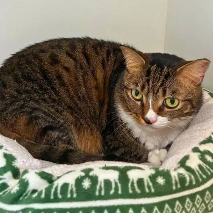 An adult large-sized female Domestic Short Hair cat named Turtle for adoption in Gastonia, NC