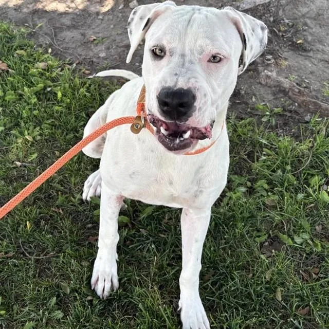 A young large-sized female Dalmatian dog named Sophie for adoption in Ontario, CA