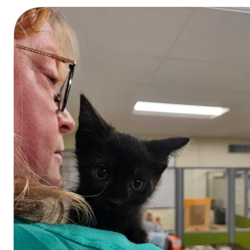 A baby small-sized female Black Domestic Short Hair cat named Ty for adoption in Hattiesburg, MS
