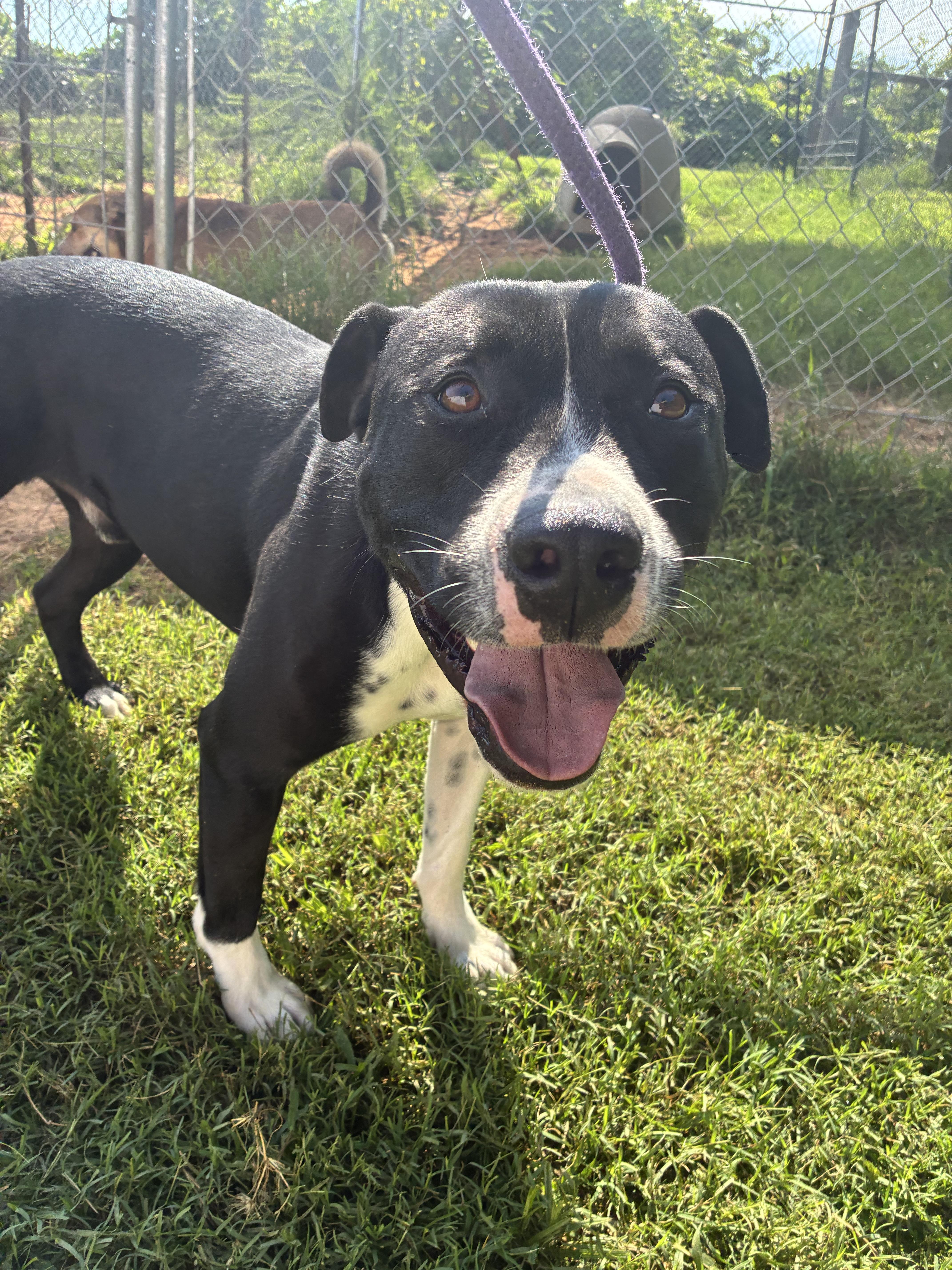 An adult large-sized male American Bully dog named Licorice for adoption in Holly Springs, MS