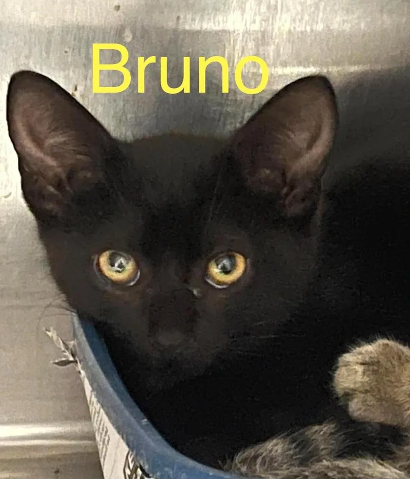 A baby small-sized male Domestic Short Hair cat named Bruno for adoption in Princeton, IN