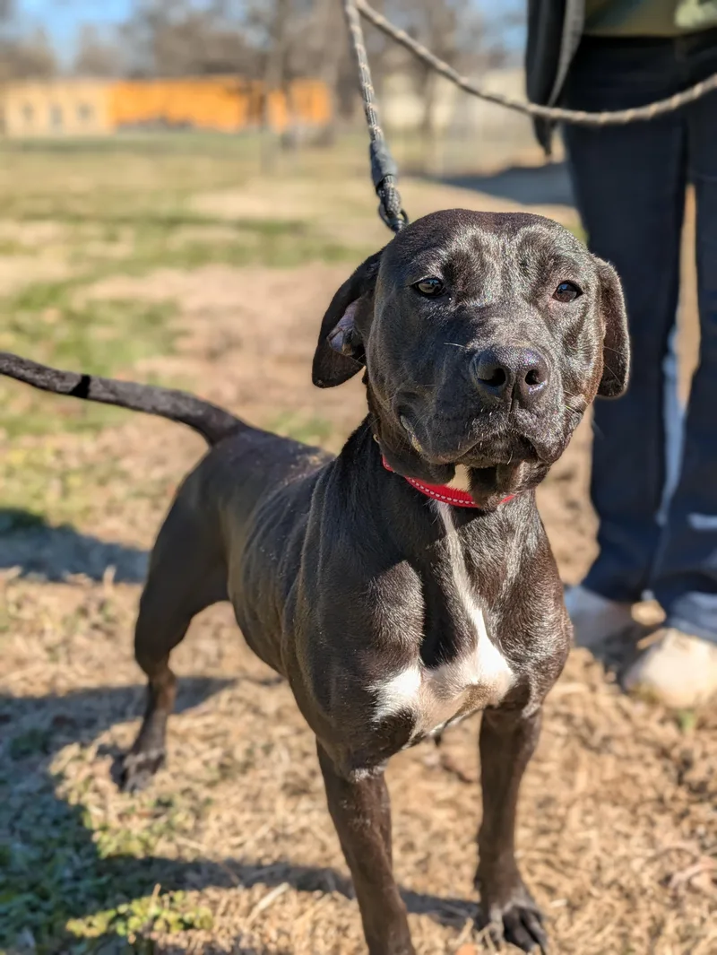 Mistletoe thumbnail 3