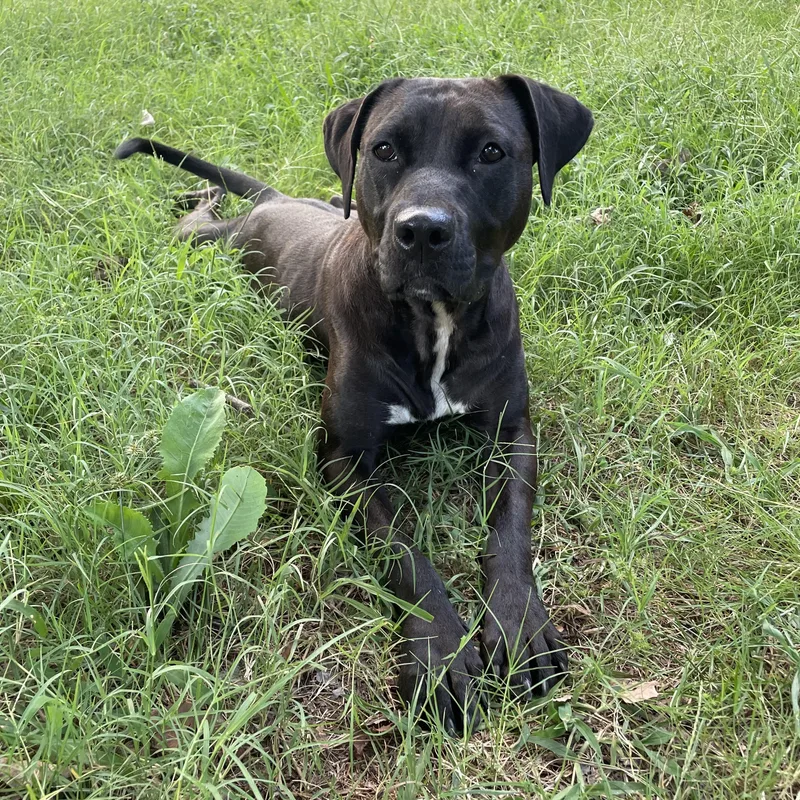 Mistletoe thumbnail 4