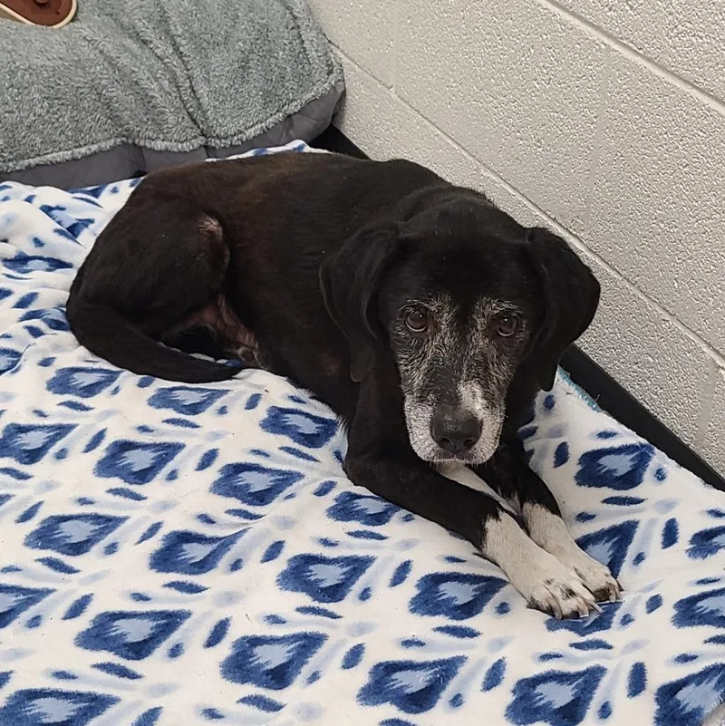A senior medium-sized female Border Collie dog named Sammi Penny for adoption in Greeneville, TN