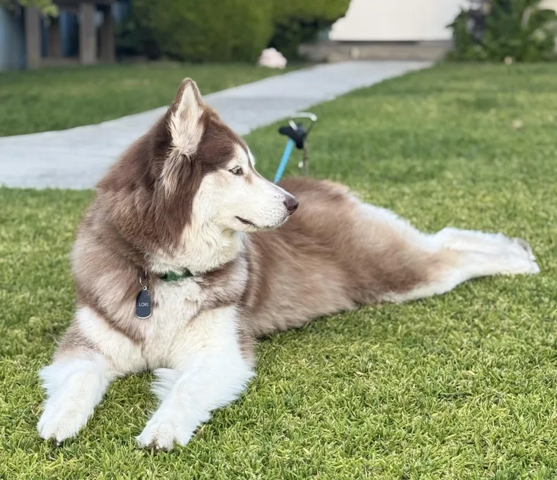 Loki and Lola thumbnail 5