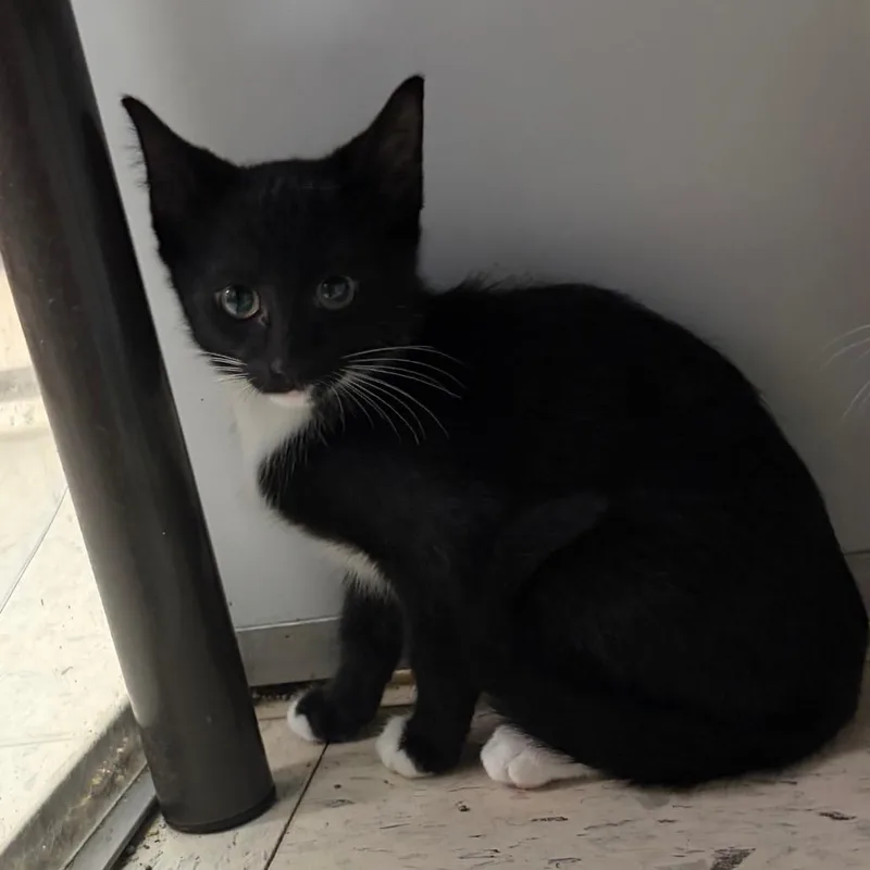 A baby small-sized male Black American Shorthair cat named Spade for adoption in Melrose, FL