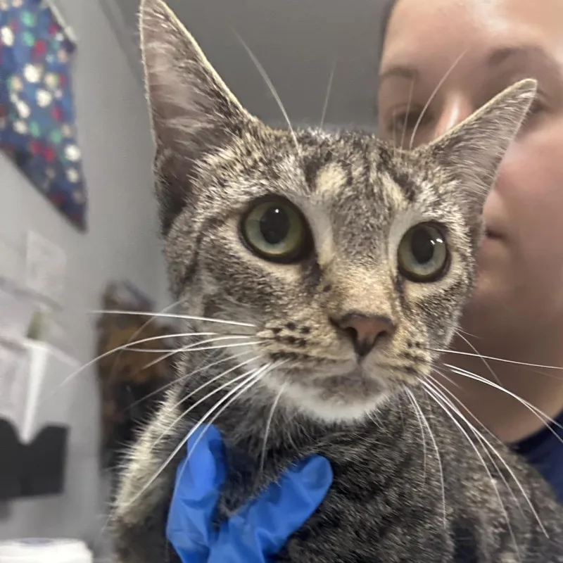 An adult medium-sized female Brown / Chocolate Domestic Short Hair cat named Baby Ruth @ Dorchester for adoption in Summerville, SC