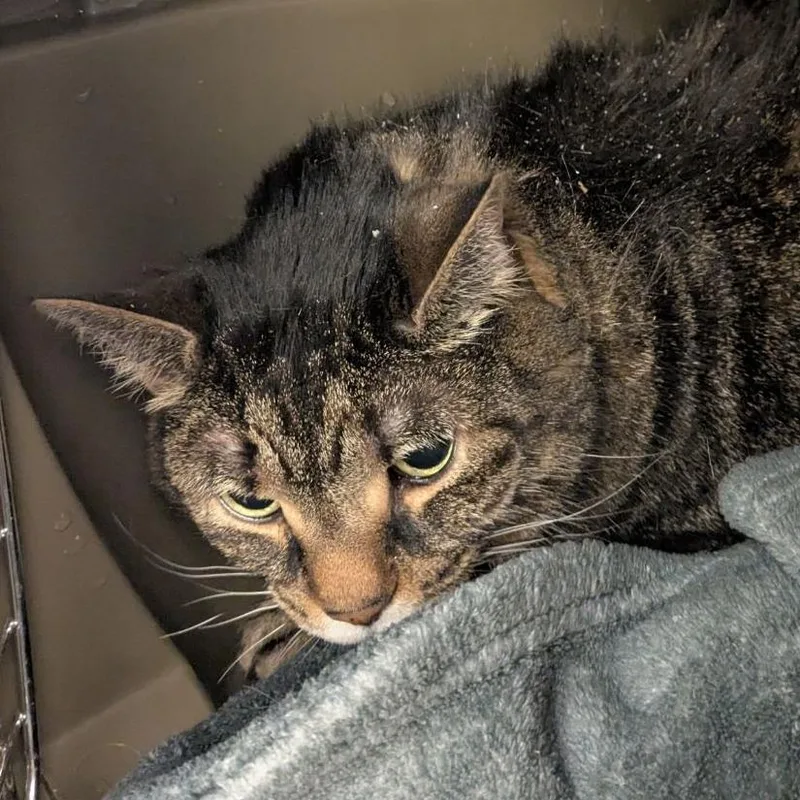 An adult extra large-sized male Brown / Chocolate Domestic Short Hair cat named Jazz for adoption in Fairport, NY