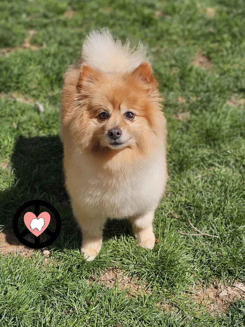 An adult small-sized female Pomeranian dog named Roxy for adoption in Lebanon, PA