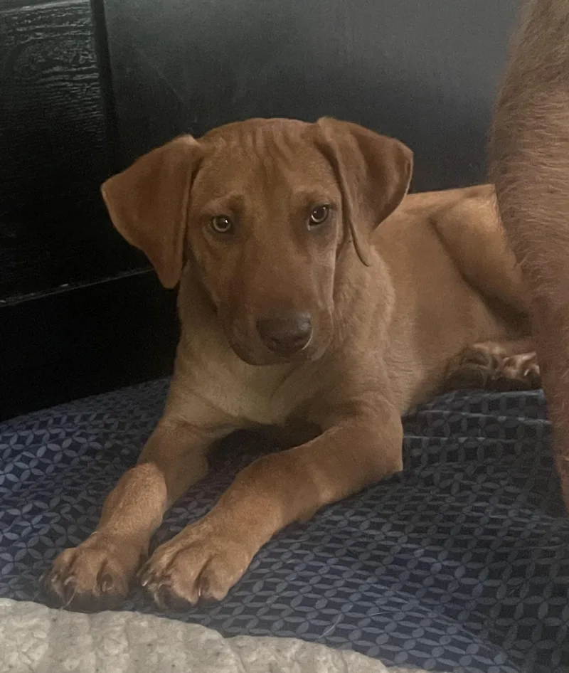 A young medium-sized male Mixed Breed dog named Messi for adoption in Eureka, MO