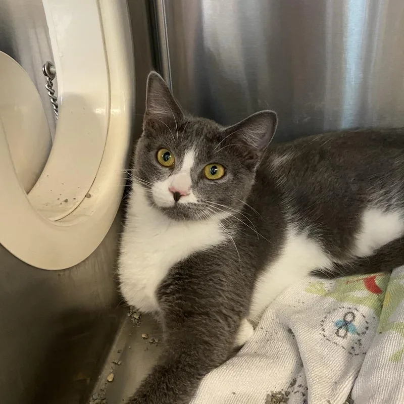 A young medium-sized female Gray / Blue / Silver Domestic Short Hair cat named Daisey Mae for adoption in Washington Township, OH