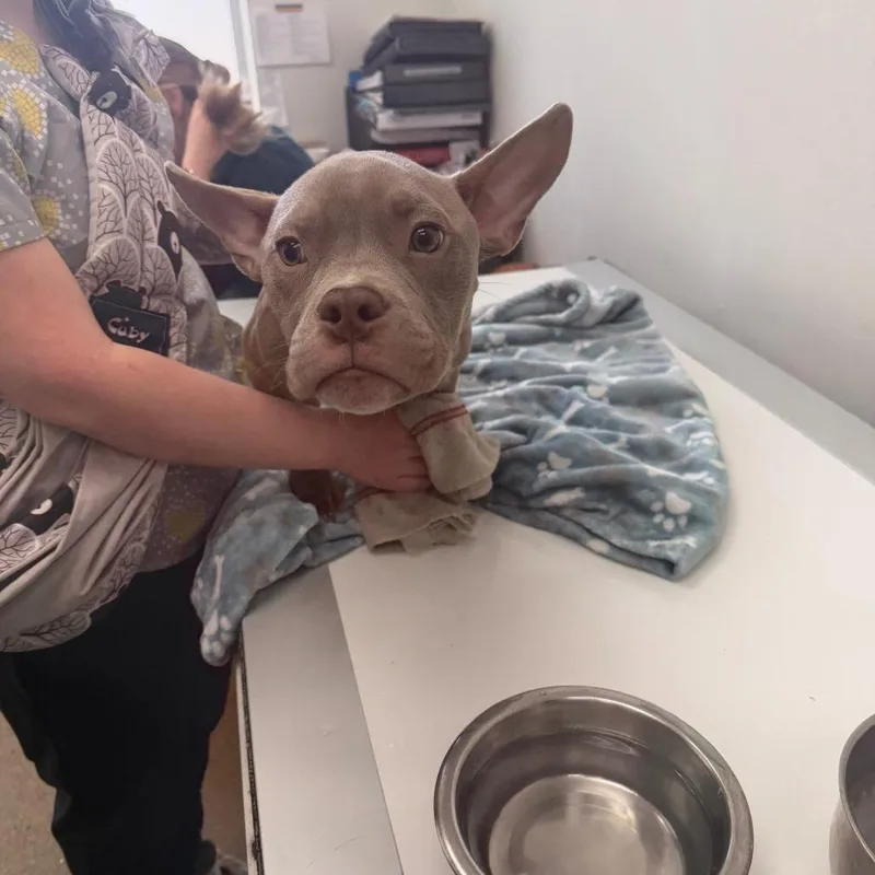 An adult small-sized male Yellow / Tan / Blond / Fawn French Bulldog dog named Bee D for adoption in Princeton, MN