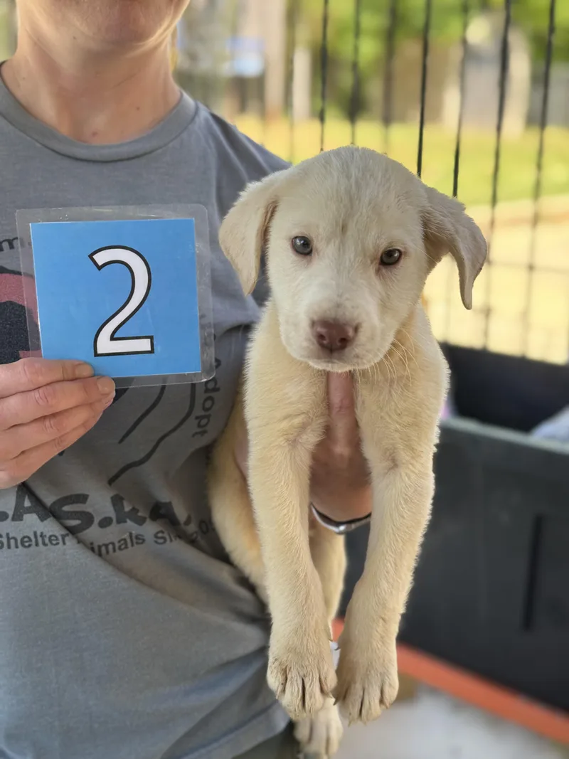 A baby medium-sized male Yellow / Tan / Blond / Fawn Yellow Labrador Retriever dog named Huckleberry for adoption in Hamilton , NJ
