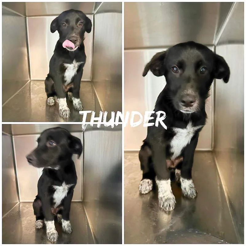 A young medium-sized male Black Labrador Retriever dog named Thunder for adoption in Saint James, MO
