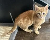 A baby medium-sized male Tabby (Orange / Red) Domestic Short Hair cat named Simba for adoption in Hawthorne, NJ