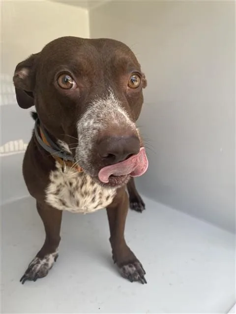A young medium-sized male Labrador Retriever dog named A for adoption in Houston, TX