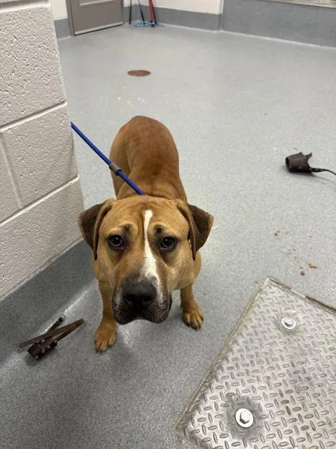 A young medium-sized female Pit Bull Terrier dog named Carla for adoption in Indianapolis, IN