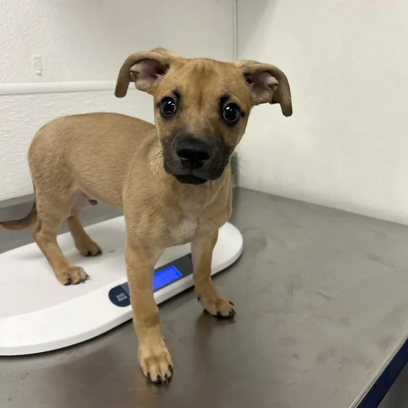 A baby small-sized male Chihuahua dog named HACCStray for adoption in Henderson, NV
