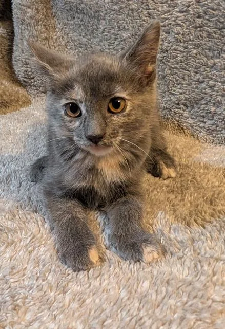 A baby small-sized female Domestic Short Hair cat named Lilac for adoption in Peoria, IL