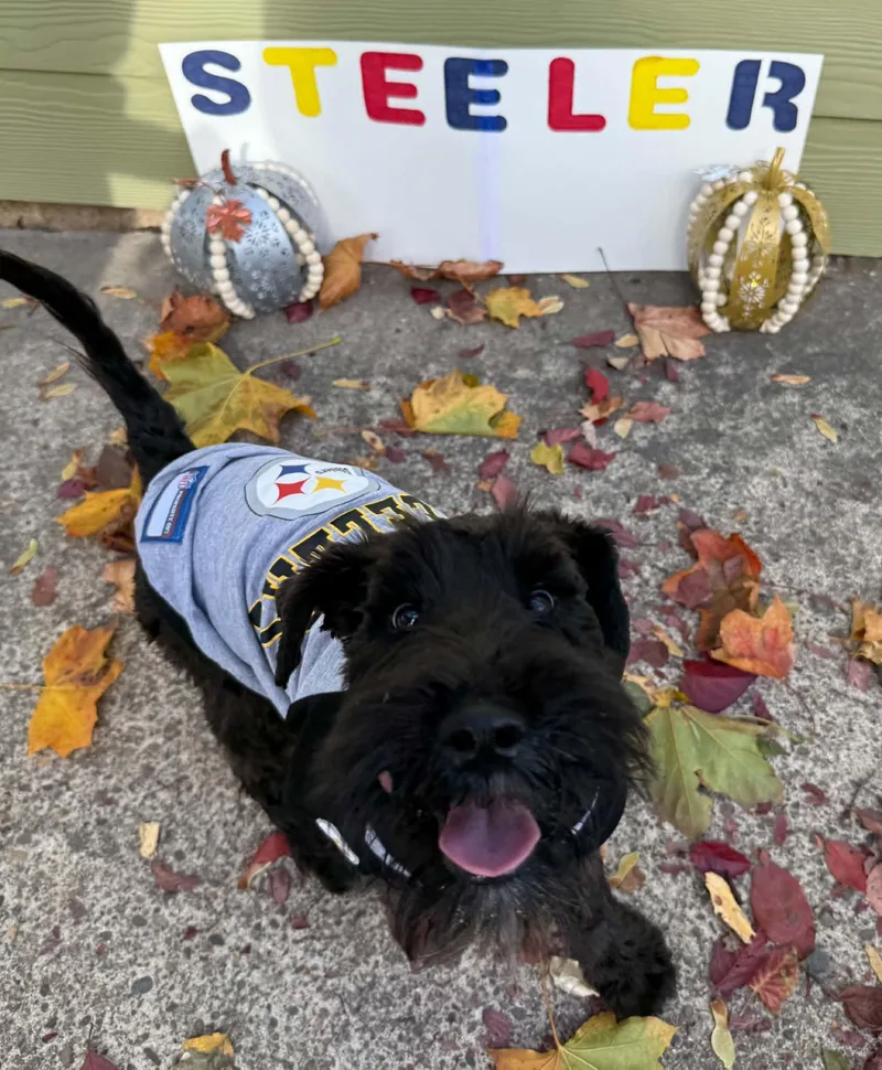 A baby small-sized male Black Miniature Schnauzer dog named Steeler for adoption in Newberg, OR