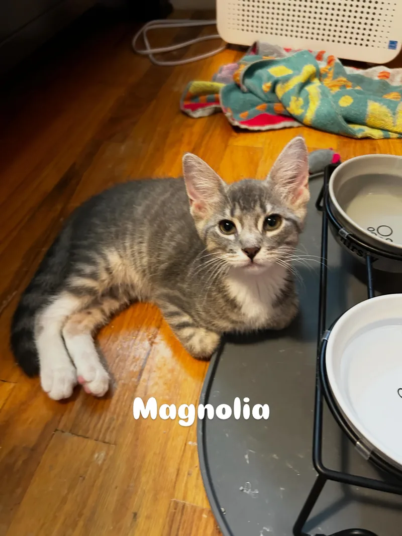 A baby small-sized female Tabby (Gray / Blue / Silver) Domestic Short Hair cat named Magnolia for adoption in Warminster, PA