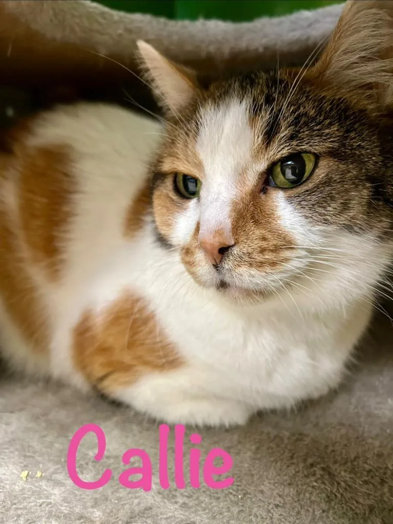 A senior medium-sized female Domestic Short Hair cat named Callie for adoption in West Union, OH