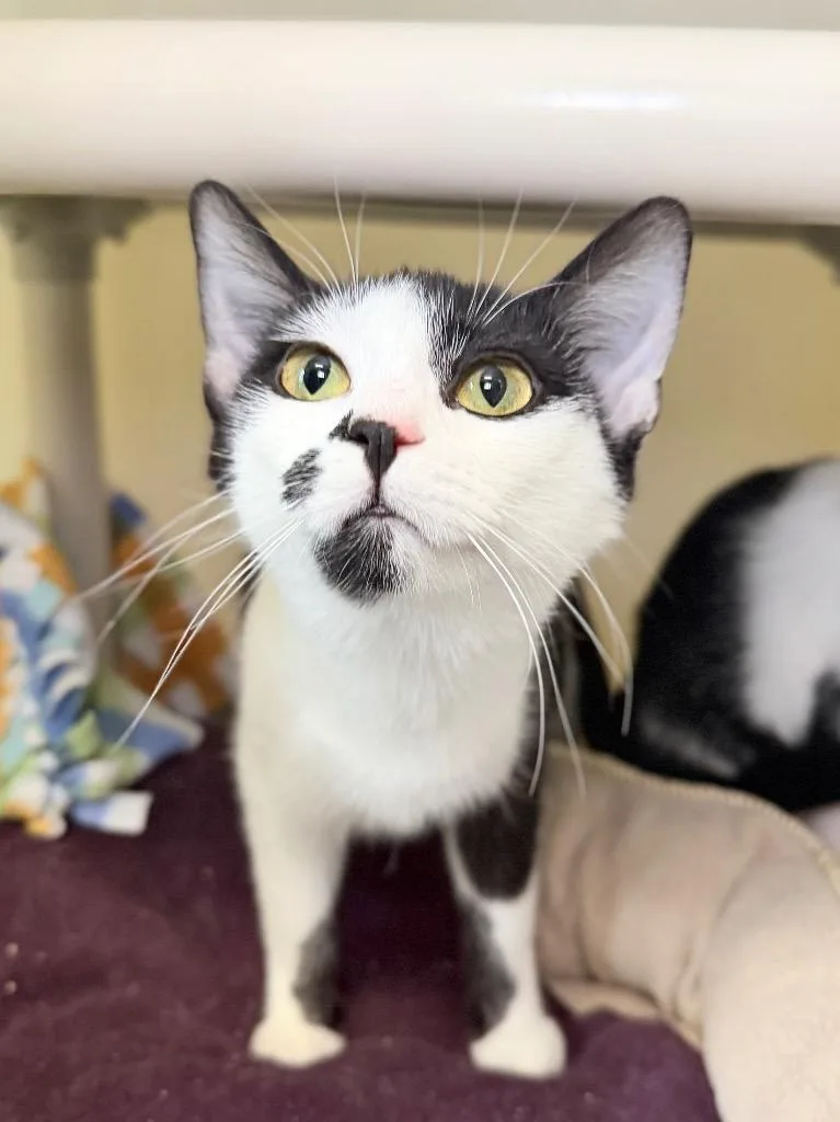 Stuffing thumbnail 2