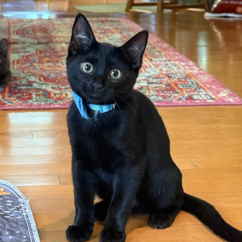 A baby medium-sized male Black Domestic Short Hair cat named Colin for adoption in Keller, TX