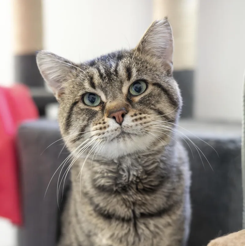 An adult large-sized male Tabby (Brown / Chocolate) Domestic Short Hair cat named Wyatt for adoption in Lone rock, WI